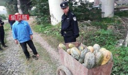 平乡网红吃瓜事件真相视频,真相视频曝光背后的惊人内幕