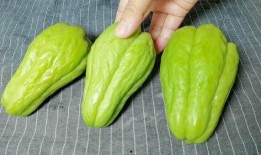 网红吃佛手瓜一口闷,瓜界“吃瓜群众”新潮流